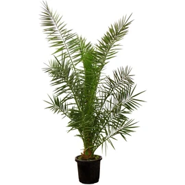 Phoenix Canariensis C15L - Pot 30CM 160/180